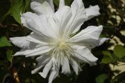 Clematis 'Chalcedony'