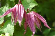 Clematis 'Columella'