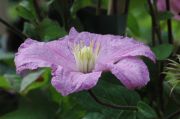 Clematis 'Comtesse de Bouchaud'