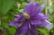 Clematis 'Countess of Lovelace'