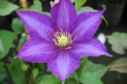 Clematis 'Daniel Deronda'