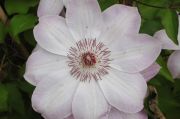 Clematis 'Dawn'