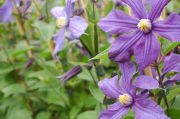 Clematis 'Durandii'