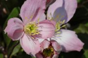 Clematis montana 'Elizabeth'