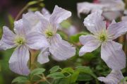 Clematis viticella 'Emilia Plater'