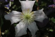 Clematis 'Entel'