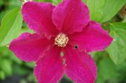 Clematis 'Ernest Markham'