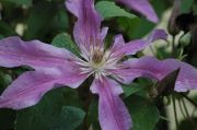 Clematis 'Esperanto'