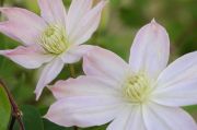 Clematis 'Etoile Nacree'