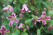 Clematis viticella 'Etoile Rose'
