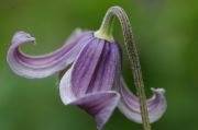 Clematis 'Fascination PBR & PP'