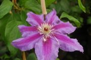 Clematis 'Fireworks'