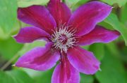 Clematis 'Fireworks'