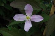 Clematis montana 'Fragrant Spring'