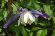Clematis alpina 'Frances Rivis'