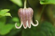 Clematis 'fusca'