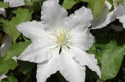Clematis 'Gladys Picard'