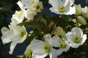Clematis montana 'Grandiflora'