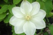 Clematis 'Guernsey Cream'