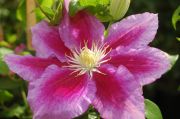 Clematis 'Hania'