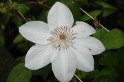 Clematis 'Henryi'