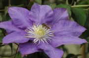Clematis 'HF Young'