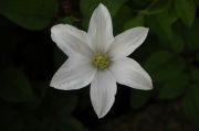 Clematis 'Huldine'