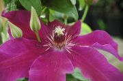 Clematis 'Huvi'