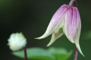 Clematis I AM� RED ROBIN 'Zorero' PBRaf