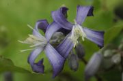 Clematis I AM� STANISLAUS