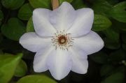 Clematis 'Ivan Olsson'