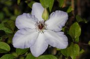 Clematis 'Ivan Olsson'