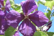 Clematis 'Jackmanii'