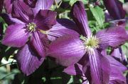 Clematis 'JACKMANII PURPUREA'