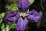 Clematis 'Jenny'