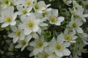 Clematis 'Joe'