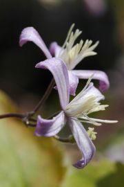 Clematis 'Jouiniana Praecox'