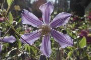 Clematis 'Juuli'