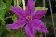 Clematis 'Kacper'