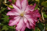 Clematis 'Kaen'