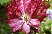 Clematis 'Kaen'