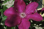 Clematis 'Kardynal Wyszynski'