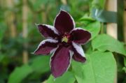 Clematis 'Kiev'