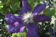 Clematis 'Lady Betty Balfour'