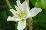 Clematis 'Lemon Chiffon'