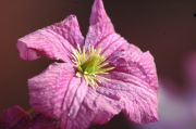 Clematis viticella 'Little Butterfly'