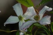 Clematis viticella 'Little Nell'
