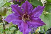 Clematis 'Lord Nevill'