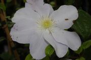 Clematis 'Louise Rowe'