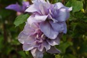 Clematis 'Louise Rowe'